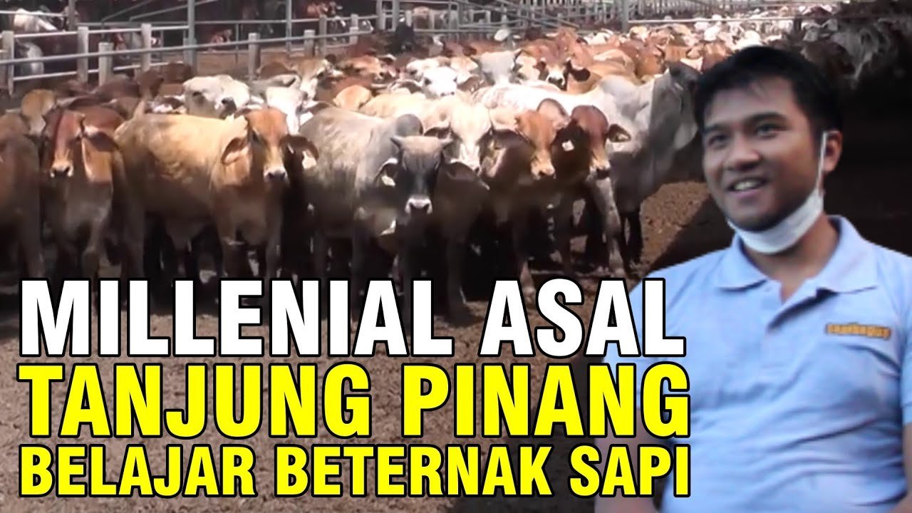 
                                 Belajar-Beternak-Sapi-Riau-Alumni-Pelatihan-Sapibagus-48